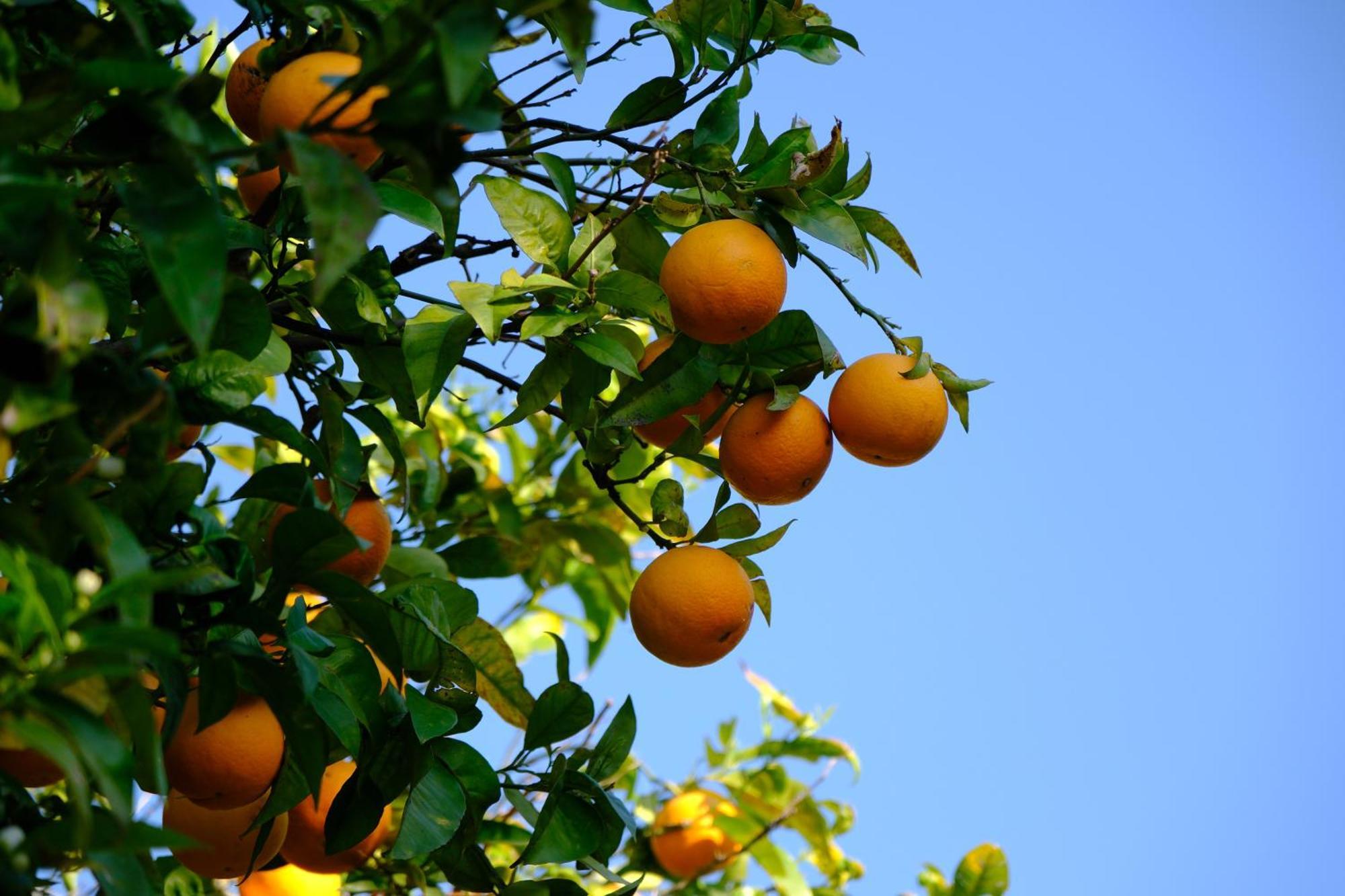 Conte Spencer Bed and Breakfast Caserta Vecchia Εξωτερικό φωτογραφία